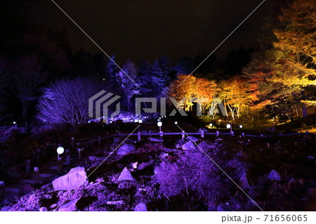 六甲高原植物園・ライトアップ(兵庫県神戸市灘区六甲山町) 六甲高原植物園・ライトアップ(兵庫県神戸市灘区六甲山町) 71656065