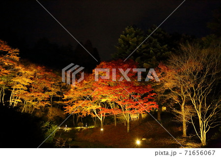 六甲高原植物園・ライトアップ(兵庫県神戸市灘区六甲山町) 六甲高原植物園・ライトアップ(兵庫県神戸市灘区六甲山町) 71656067