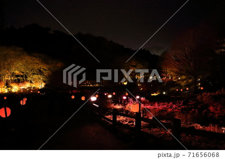 六甲高原植物園・ライトアップ(兵庫県神戸市灘区六甲山町) 六甲高原植物園・ライトアップ(兵庫県神戸市灘区六甲山町) 71656068