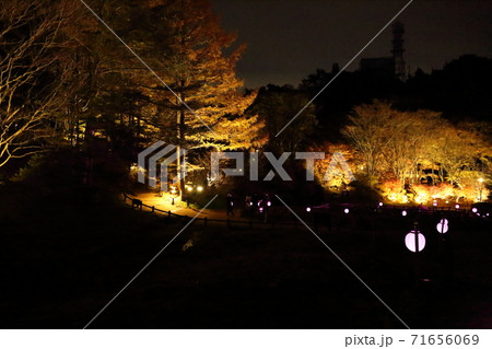六甲高原植物園・ライトアップ（兵庫県神戸市灘区六甲山町） 71656069