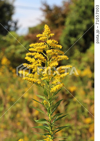 秋の野原に咲くセイタカアワダチソウの黄色い花の写真素材