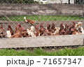 Chickens on free range poultry farm. Birds outdoor behind fence 71657347