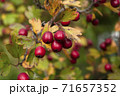 Red hawberry of Crataegus monogyna, known as hawthorn or single-seeded.Autumn organic harvest 71657352