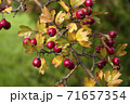 Red hawberry of Crataegus monogyna, known as hawthorn or single-seeded.Autumn harvest 71657354