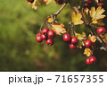 Red hawberry of Crataegus monogyna, known as hawthorn or single-seeded hawthorn 71657355