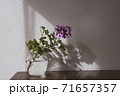 Violet Regal Pelargonium flower, home and garden plant, in glass vase on wooden table. 71657357