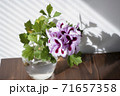 Pink Regal Pelargonium flower, home and garden plant, glass jar on wooden table. 71657358