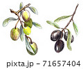 Fresh olives, hand drawn with pencil. Illustration for menu restaurant, olive oil package design. 71657404