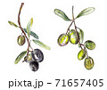 olives, green and black. Illustartion for recipe book, menu and olive oil design. 71657405