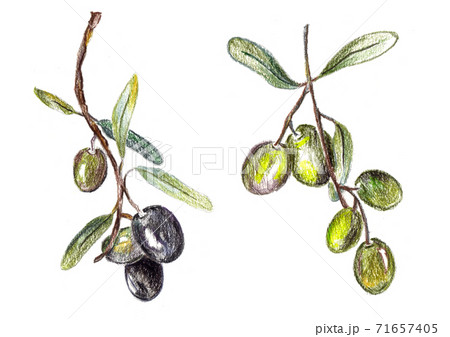 olives, green and black. Illustartion for recipe book, menu and olive oil design. olives, green and black. Illustartion for recipe book, menu and olive oil design. 71657405