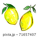 Two lemons with leaves isolated, hand drawn. Kitchen design. 71657407