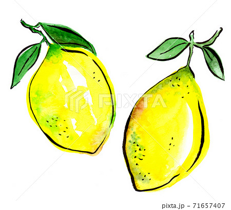 Two lemons with leaves isolated, hand drawn. Kitchen design. 71657407