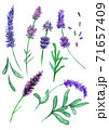 Violet lavender flowers set, sketch drawn with colord pencils 71657409