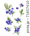 set of the blueberries, pencil drawn illustration. 71657410