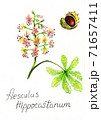 Wild chestnut flower and nut pencil drawn. 71657411