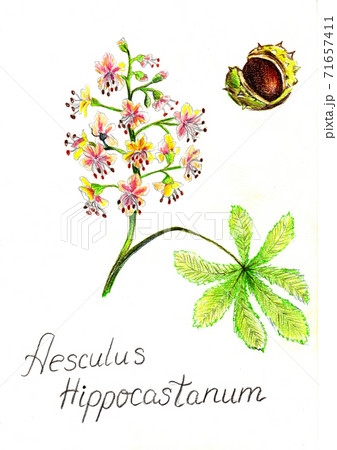 Wild chestnut flower and nut pencil drawn. 71657411