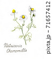 chamomile tea flower pencil drawn, botanical illustration. 71657412