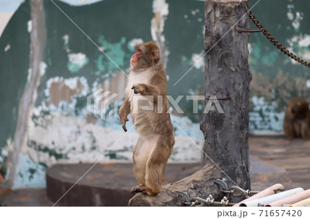 のんびり暮らすおサルさんがうらやましいの写真素材