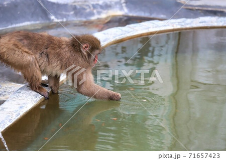 のんびり暮らすおサルさんがうらやましい のんびり暮らすおサルさんがうらやましい 71657423