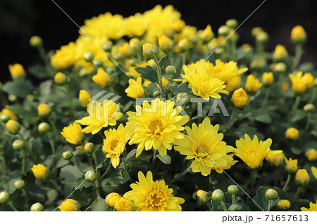 秋の花壇に咲くポットマムの黄色い花の写真素材