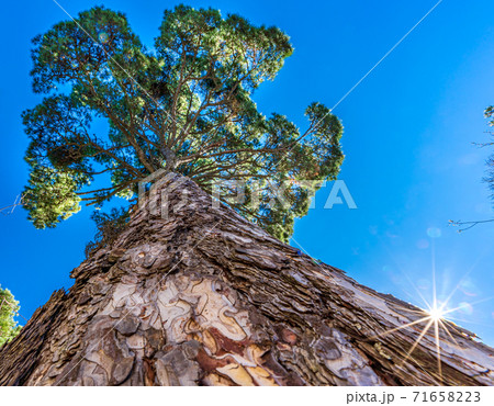 Bottom view of huge pine tree under blue sky Bottom view of huge pine tree under blue sky 71658223