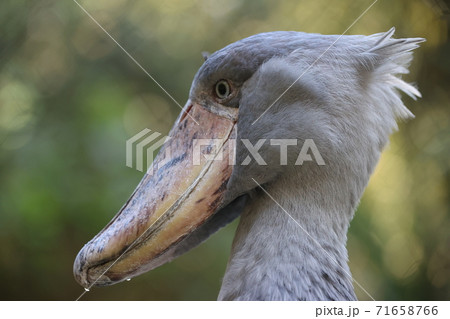 ハシビロコウ 71658766