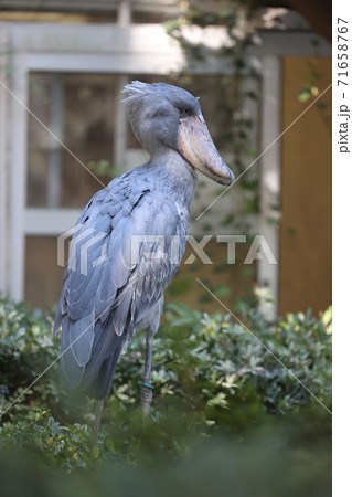 ハシビロコウ ハシビロコウ 71658767