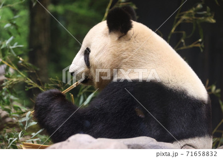 パンダ 71658832