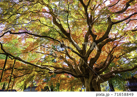 紅葉が美しい雷山千如寺大悲王院(福岡県糸島市) 紅葉が美しい雷山千如寺大悲王院(福岡県糸島市) 71658849