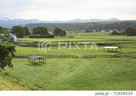牧場の風景(北海道新冠町) 牧場の風景(北海道新冠町) 71659534