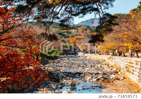 Tongdosa temple mountain forest at autumn in Yangsan, Korea 71659571