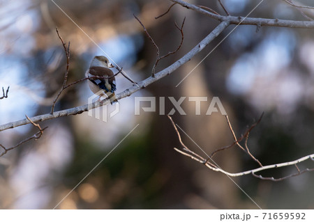 冬の来訪者シメ 冬の来訪者シメ 71659592