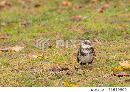 冬の来訪者ツグミ 71659906