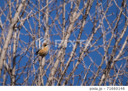 小さな猛禽類モズ 小さな猛禽類モズ 71660146