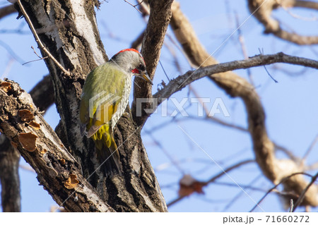 木を叩く啄木鳥アオゲラ 木を叩く啄木鳥アオゲラ 71660272