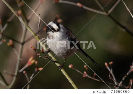 愛くるしい仕草の小さな白い鳥エナガの写真素材