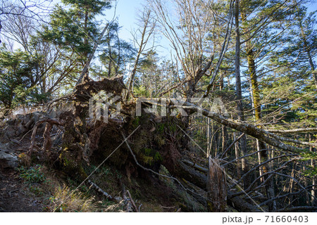 登山道上の倒れた木 登山道上の倒れた木 71660403