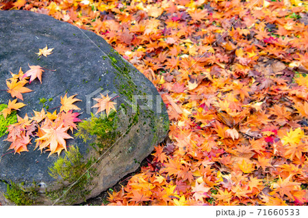 綺麗に色づく紅葉と岩 71660533