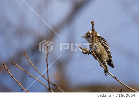 小さな啄木鳥コゲラ 小さな啄木鳥コゲラ 71660654