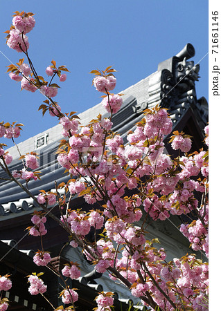 【鎌倉】本覚寺(ほんがくじ)八重桜 【鎌倉】本覚寺(ほんがくじ)八重桜 71661146