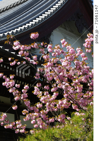 【鎌倉】本覚寺(ほんがくじ)八重桜 【鎌倉】本覚寺(ほんがくじ)八重桜 71661147