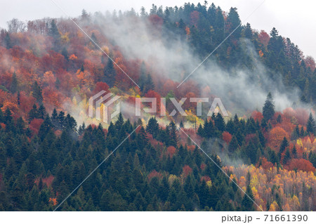 Carpathians. Autumn colorful forest. Carpathians. Autumn colorful forest. 71661390