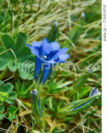 Gentiana Gentiana 71661650