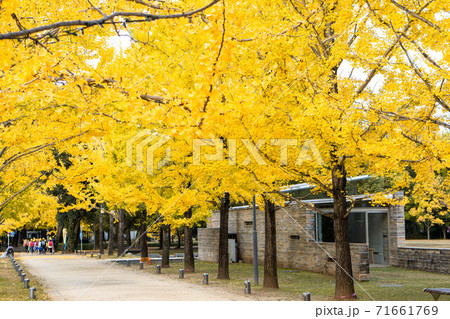 イチョウ並木 71661769