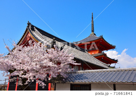 春　清水寺　 71661841