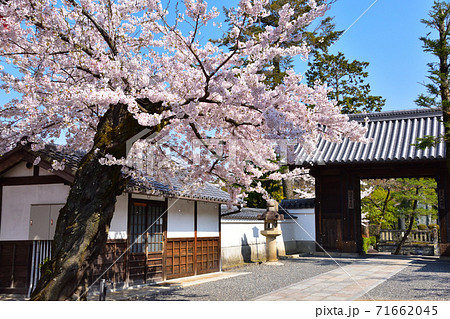 春　清水寺　 71662045