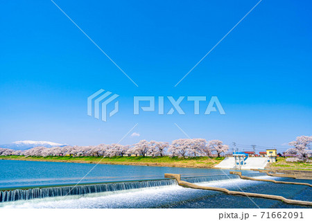 東北の桜の名所　一目千本桜　【宮城県】 71662091