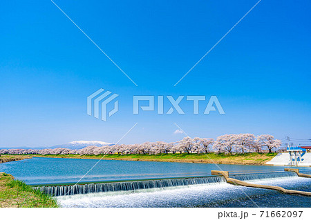 東北の桜の名所　一目千本桜　【宮城県】 71662097