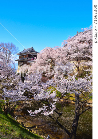 桜景 上田城 南櫓 桜景 上田城 南櫓 71662300