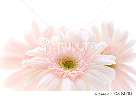 Light Pink Gerbera Stock Photo